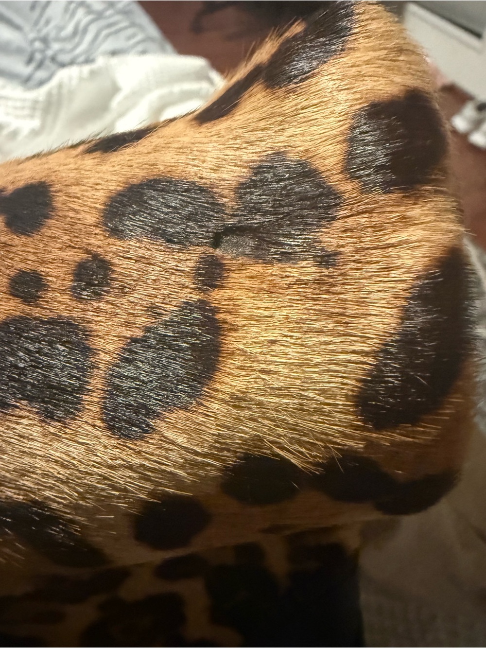 Gucci Jackie Leopard Bag - Picture 13 of 16